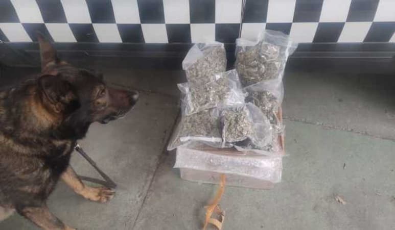 La aparente droga fue asegurada por las autoridades. (ARCHIVO)