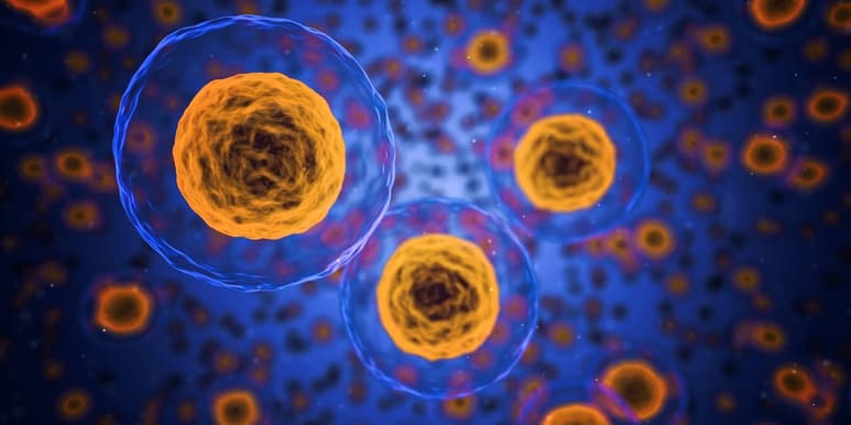 Los investigadores han visto cómo las extremidades se crean en una fase inicial como una especie de bolsas celulares indiferenciadas a los lados del cuerpo.