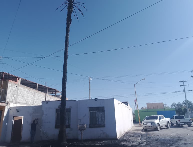 La dueña de la vivienda solicitó a las autoridades que retiren la palma siniestrada, ya que aún representa un peligro. (EL SIGLO DE TORREÓN)