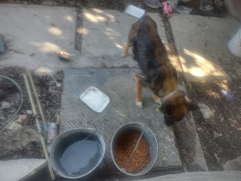 En atención a una denuncia ciudadana sobre un perro en situación de abandono, sin agua, ni alimento, el personal de Dirección Municipal de Salud acudió a dar atención al animal y confirmaron las malas condiciones en las que en las que se encontraba.