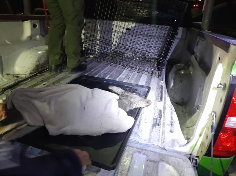 Se indicaba que una cría de venado había sido atacada por varios perros de la raza pitbull. (EL SIGLO DE TORREÓN)