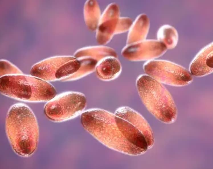 No existe una vacuna contra la peste bubónica, pero se puede tratar con antibióticos si se detecta a tiempo. Sin embargo, si no se atiende a tiempo, puede ser mortal. (ARCHIVO)