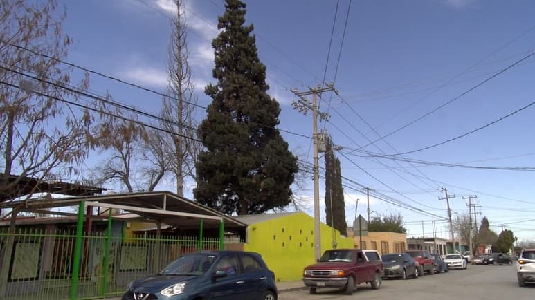 Vista del jardín de niños en riesgo por un pino seco. (SERGIO A. RODRÍGUEZ)