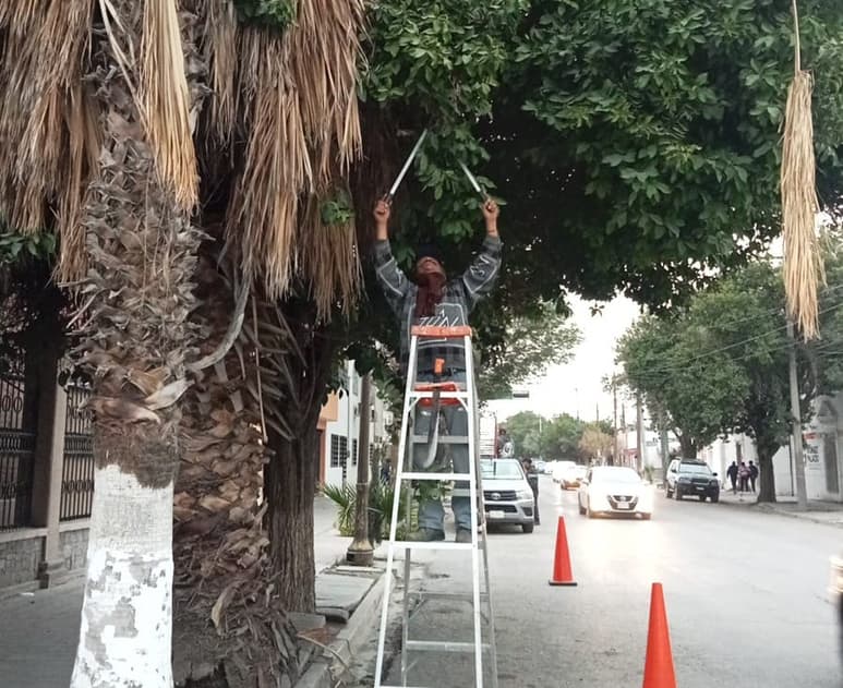 Poda de árboles en Gómez Palacio. (DIANA GONZÁLEZ)