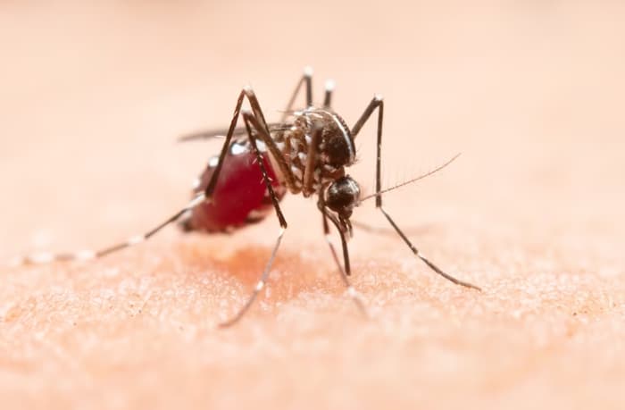 Hallan en un grupo de células una capacidad desconocida para combatir la malaria