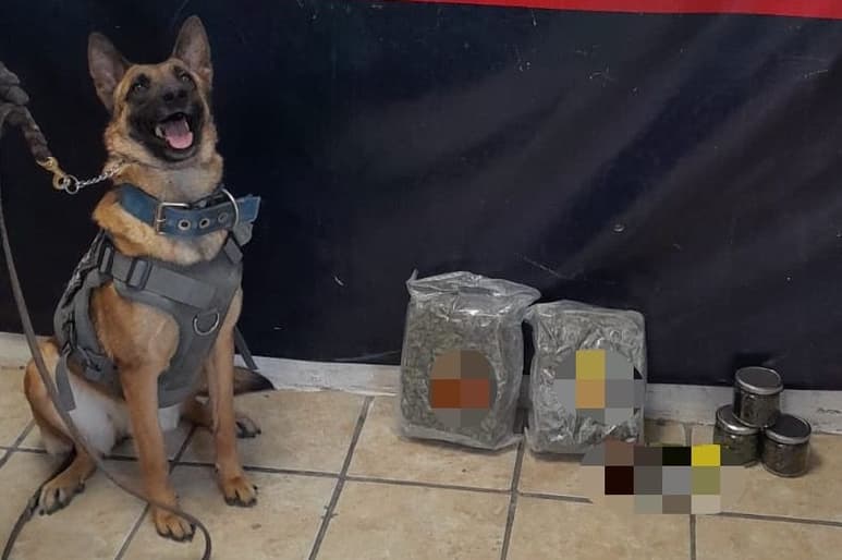 Perro K-9.