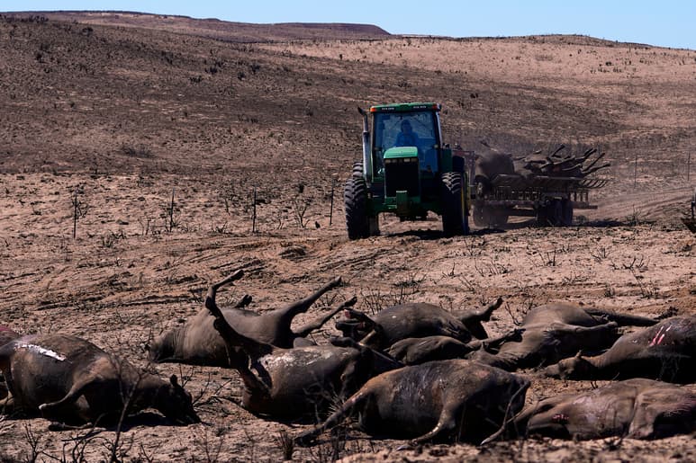 Ganado muerto tras incendios en Texas. (AP)