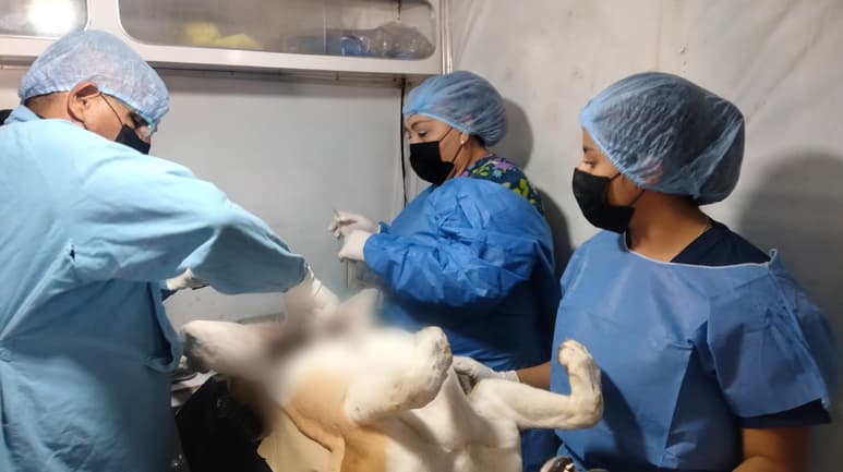 Habrá servicios de esterilización, vacunación antirrábica y desparasitación para perros y gatos en Lerdo