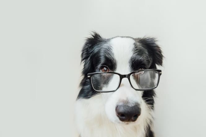 CURP para mascotas: ¿cómo descargarlo gratis desde tu celular?