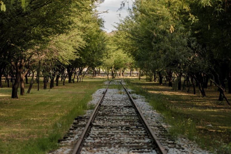Peñoles realiza campaña anual de reforestación para mantener espacios verdes para todos.