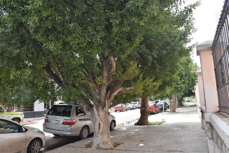Procedimiento para obtener un permiso de trasplante de árboles