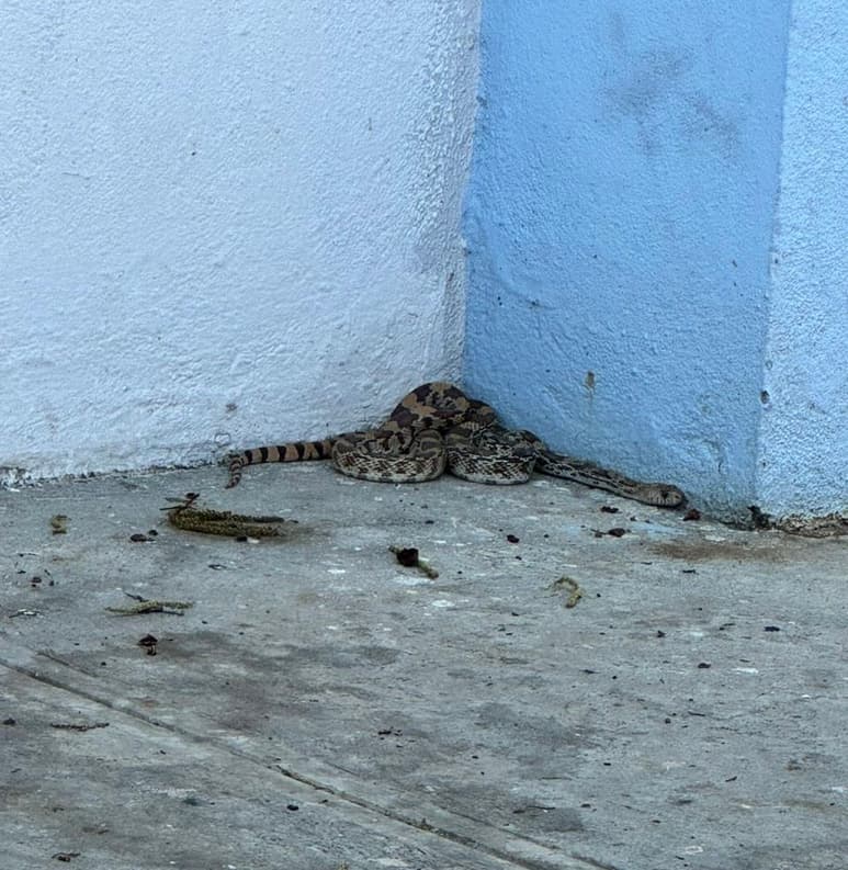 Aumenta presencia de serpientes en Saltillo por altas temperaturas