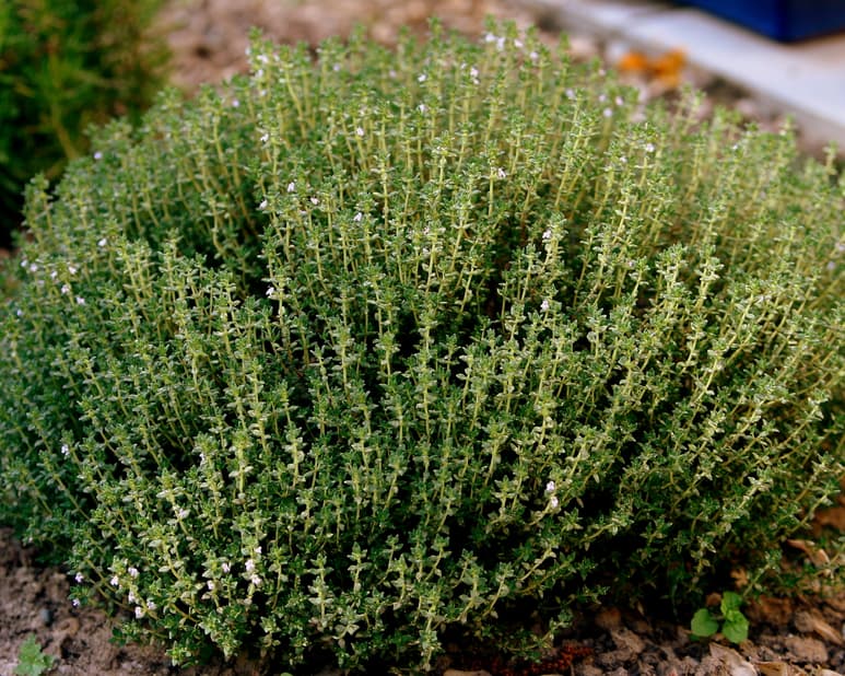 En la antigua Grecia, el tomillo se utilizó como planta medicinal, para curar heridas graves.