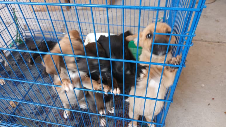 Se les busca un hogar a 12 perritos y un gato resguardados en el Control y Bienestar Animal.