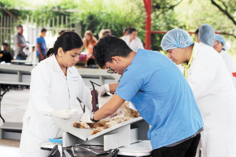 Esterilización. (ARCHIVO)
