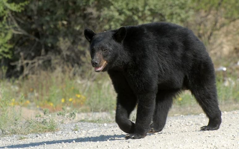 Oso negro. (SERGIO A. RODRÍGUEZ)