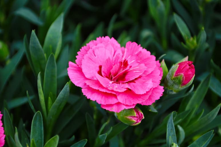 El clavel es una planta con grandes propiedades medicinales que se recomienda para calmar los ataques de nervios o de ansiedad.