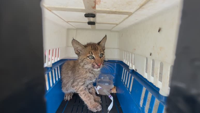Gato. 