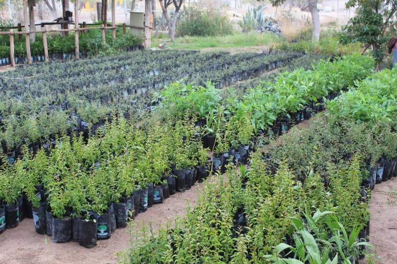 Proyectan cerrar el año con 6 mil 500 árboles distribuidos en el municipio de San Pedro