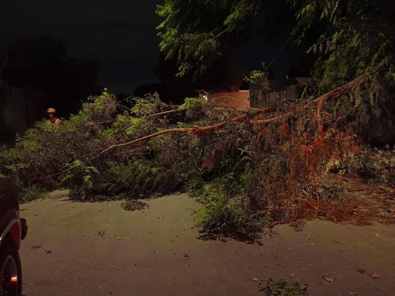 Viento deja árboles y lonas caídas en Torreón