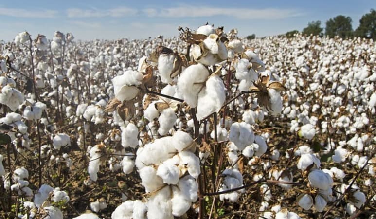 Dólar caro no beneficia a productores de algodón en San Pedro