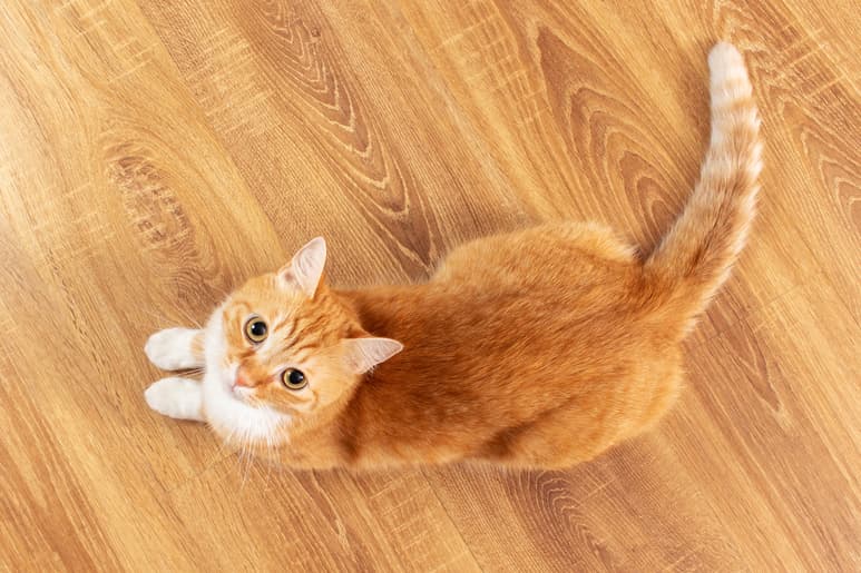 Estos son los sonidos que sólo oyen los gatos, según expertos