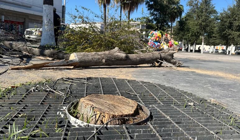 Deforestan parte de la plaza principal de Monclova por plaga