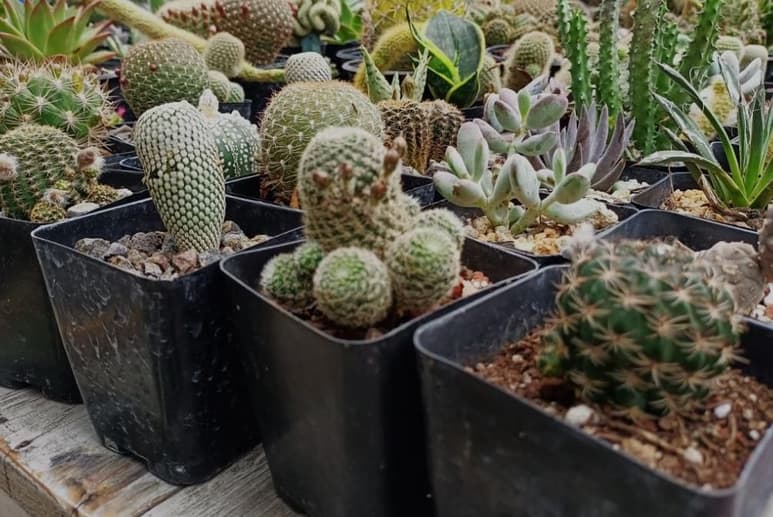 Expo Cactus y Suculentas en Lerdo (DANIELA CERVANTES)