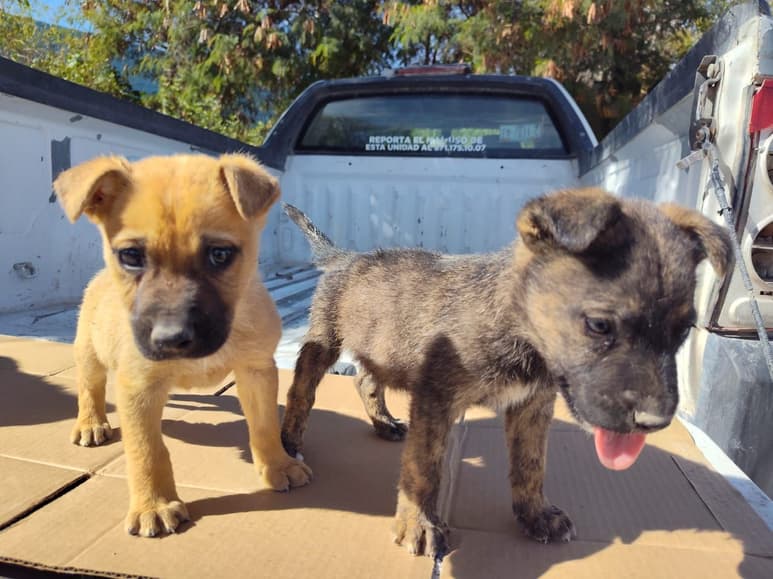 El objetivo es encontrar un hogar a perros en situación de calle. (EL SIGLO DE TORREÓN)