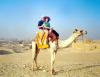 Paul Mcgahan y Laura Betancourt de Mcgahan en el desierto de Saudi Arabia, donde aún predomina el camello como medio de transporte.