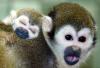 Un mono ardilla es captado con su bebé en el parque zoológico de Berlín.
