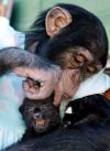 C.J. es el nombre de este chimpancé que cuida de un leopardo de dos semanas de edad.
