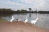 “Las aguas del lago no son residuales, sino semi-tratadas y no hay contaminación ni peligro para los patos, peces y tortugas que están en el estanque”, explicó David Córdoba