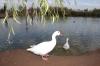 Los patos conviven en un estanque donde el agua está sucia