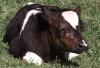 Científicos de Sudáfrica anunciaron el nacimiento del primer animal clonado en ese país y de todo el continente africano, una becerra llamada 'Futi' creada con el ADN de la vaca que tiene el record en la producción de leche con 78 litros al día.