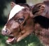 Científicos de Sudáfrica anunciaron el nacimiento del primer animal clonado en ese país y de todo el continente africano, una becerra llamada 'Futi' creada con el ADN de la vaca que tiene el record en la producción de leche con 78 litros al día.