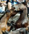El encierro comenzó temprano en la mañana, cuando los adoquines de las calles aún estaban un poco resbaladizos por el rocío. Los seis astados de la ganadería de Alcurrucén enfilaron hacia la plaza de toros y recorrieron el camino en poco menos de 2 minutos y medio.