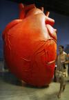 Un visitante chino camina a través de un modelo gigante de un corazón expuesto en el Museo de Ciencia y Tecnología de Shangai.