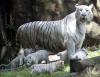 La pequeña familia de tigres blancos de Bengala que existe en el mundo se agrandó con la llegada de sextillizos, que fueron presentados oficialmente en el zoológico de Buenos Aires.