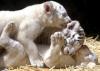 El tigre blanco de Bengala, el mayor de todos los felinos, es natural de Asia. Pero la caza indiscriminada --interesada en su hermoso pelaje-- y la destrucción de su medio ambiente han dejado muy pocos en el mundo.