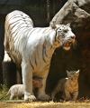 La pequeña familia de tigres blancos de Bengala que existe en el mundo se agrandó con la llegada de sextillizos, que fueron presentados oficialmente en el zoológico de Buenos Aires.