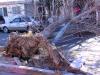 Así quedó este Volkswagen luego de caerle encima un árbol derribado por la fuerza del viento en avenida Allende y Calle Leandro Valle.