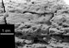 El robot 'Opportunity' descubrió en la superficie de Marte lo que fue un mar de agua salada que podría haber albergado formas de vida, anunciaron científicos del proyecto.