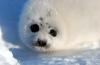 El Gobierno canadiense autorizó en 2003 la captura de un millón de focas en tres años al considerar que la especie no está en peligro de extinción, ya que su población pasó de 1.8 millones en 1970 a más de 5.2 millones en la actualidad