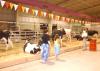 Los Laguneros podrán visitar las diferentes exposiciones durante la celebración.
Una de ellas es la ganadería, relacionada con la crianza de vacas, borregos, cerdos, cabras, ovejas y caballos.