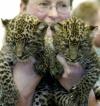Una veterinaria posa con los leopardos que tienen seis semanas de nacidos, sus nombres son  'Namlea' y 'KendarI'.


Fueron presentadas en el Zoológico de Berlín.