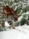 Sofía, una tigre de bengala de catorce años, camina por la nieve en el zoológico Debrecen en Hungría. 

EFE
