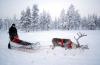 Un habitante de Salla en Finlandia pasea en su trineo guiado por un reno para celebrar la próxima llegada de la Navidad.