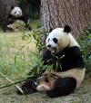 Los pandas gigantes Tian Tian y Mei Xiang (der) juegan con un bambú en el Zoológico Nacional de Washington.
