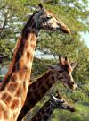 Una jirafa Rothschild fue captada en el Parque de Nairobi. Esta especie de jirafa puede medir hasta 5.50 metros de alto.